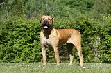 BOERBULL 080